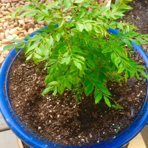 Gamthi Live Plant – 7-9 inches Tall – Potted in 4 inch Nursery Pot - Image 3