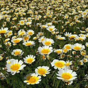 Garland Daisy Seeds - 500 Heirloom Chrysanthemum Coronarium - Annual Flower Seeds - Image 1