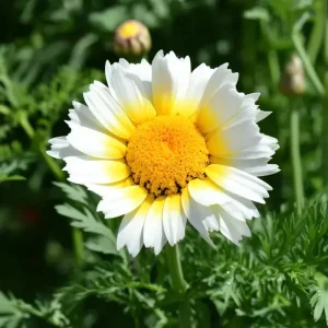 Garland Daisy Seeds - 500 Heirloom Chrysanthemum Coronarium - Annual Flower Seeds - Image 2