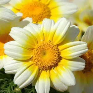 Garland Daisy Seeds - 500 Heirloom Chrysanthemum Coronarium - Annual Flower Seeds - Image 3