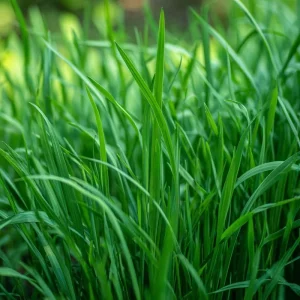 Garlic Chives Seeds - Allium tuberosum - 200 Seeds - Perennial Herb for Culinary Use - Image 2