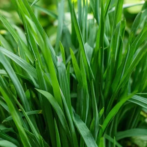 Garlic Chives Seeds - Allium tuberosum - 200 Seeds - Perennial Herb for Culinary Use - Image 3