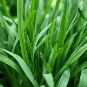 Garlic Chives Seeds - Allium tuberosum - 200 Seeds - Perennial Herb for Culinary Use - Image 4