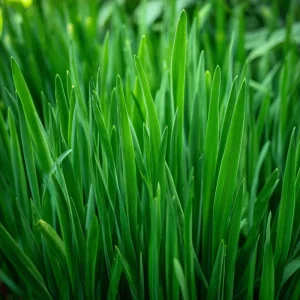 Garlic Chives Seeds - Allium tuberosum - 200 Seeds - Perennial Herb for Culinary Use - Image 1