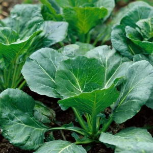 Georgia Southern Collard Seeds - 200 Heirloom Tender Greens, Easy-to-Grow Vegetable Seeds - Image 1