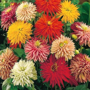 Giant Cactus Mix Zinnia Seeds - 25 Seeds, Vibrant Spiky Blooms, Outdoor - Image 2