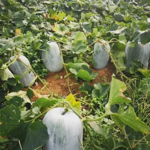 Giant Wax Gourd Seeds - 20 Pack | Edible Winter Melon Seeds for Cooking - Image 2