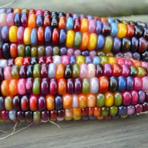 Glass Gem Corn Seeds – Multicolored Heirloom Ornamental Ornamental Corn, 25 Seeds, Easy Grow - Image 3