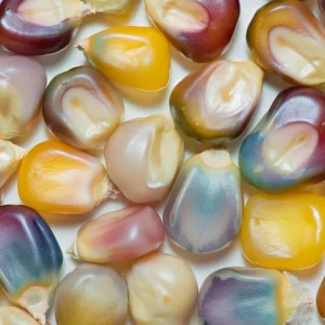 Glass Gem Corn Seeds – Multicolored Heirloom Ornamental Ornamental Corn, 25 Seeds, Easy Grow - Image 4