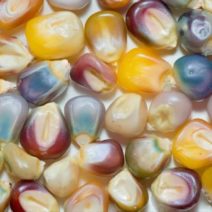Glass Gem Corn Seeds – Multicolored Heirloom Ornamental Ornamental Corn, 25 Seeds, Easy Grow - Image 5