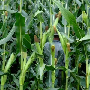 Glass Gem Corn Seeds – Multicolored Heirloom Ornamental Ornamental Corn, 25 Seeds, Easy Grow - Image 6