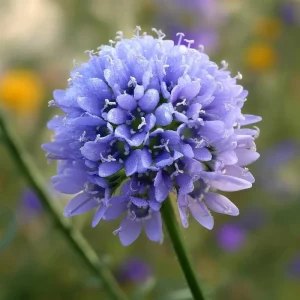 Globe Gilia Seeds – Sky-Blue Wildflower – Pollinator Attractor – 100 Seeds - Image 1