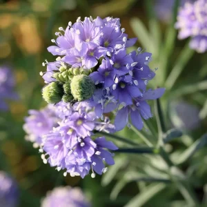 Globe Gilia Seeds – Sky-Blue Wildflower – Pollinator Attractor – 100 Seeds - Image 2
