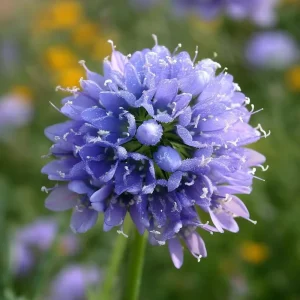 Globe Gilia Seeds – Sky-Blue Wildflower – Pollinator Attractor – 100 Seeds - Image 3