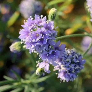 Globe Gilia Seeds – Sky-Blue Wildflower – Pollinator Attractor – 100 Seeds - Image 4
