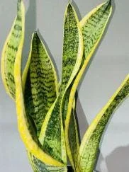 Golden Flame Snake Plant Live Plant 4-6 inches Tall - Indoor Houseplant - Image 1