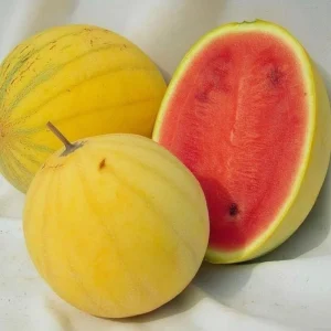 Golden Midget Watermelon Seeds - 10 Count Mini Sweet Melons for Garden & Containers, Citrullus lanatus - Image 2