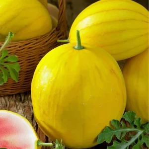 Golden Midget Watermelon Seeds - 10 Count Mini Sweet Melons for Garden & Containers, Citrullus lanatus - Image 3