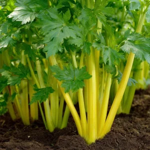 Golden Pascal Celery Seeds – Heirloom Variety, 100 Seed Pack, Easy Grow Outdoor - Image 2