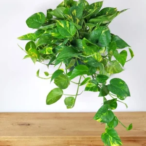 Golden Pothos Live Plant - Variegated Houseplant 3-5 Inches Tall in 4 Inch Pot - Image 2