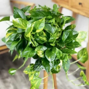 Golden Pothos Live Plant - Variegated Houseplant 3-5 Inches Tall in 4 Inch Pot - Image 3