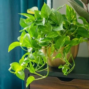 Golden Pothos Live Plant - Variegated Houseplant 3-5 Inches Tall in 4 Inch Pot - Image 4