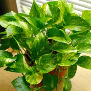 Golden Pothos Live Plant - Variegated Houseplant 3-5 Inches Tall in 4 Inch Pot - Image 5