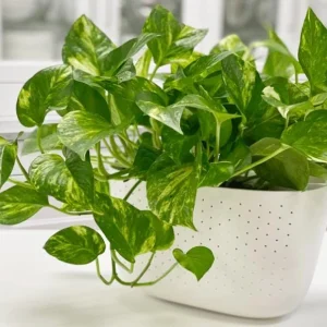Golden Pothos Live Plant - Variegated Houseplant 3-5 Inches Tall in 4 Inch Pot - Image 6