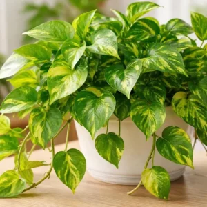 Golden Pothos Live Plant - Variegated Houseplant 3-5 Inches Tall in 4 Inch Pot - Image 1