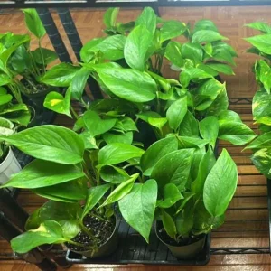 Golden Pothos Live Plant - Variegated Houseplant 3-5 Inches Tall in 4 Inch Pot - Image 8