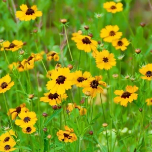 Golden Wave Tickseed Seeds - Coreopsis basalis Wildflower - 200 Seeds - Image 2