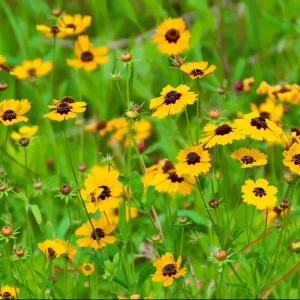 Golden Wave Tickseed Seeds - Coreopsis basalis Wildflower - 200 Seeds - Image 4