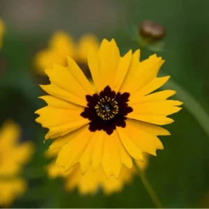 Golden Wave Tickseed Seeds - Coreopsis basalis Wildflower - 200 Seeds - Image 5