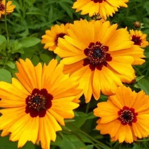 Golden Wave Tickseed Seeds - Coreopsis basalis Wildflower - 200 Seeds - Image 1