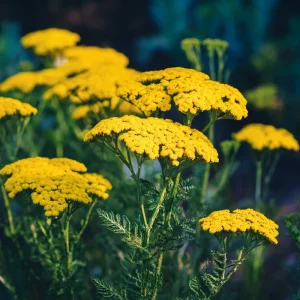 Golden Yarrow Seeds - Achillea filipendulina, 500 Heirloom Seeds for Pollinators - Image 2