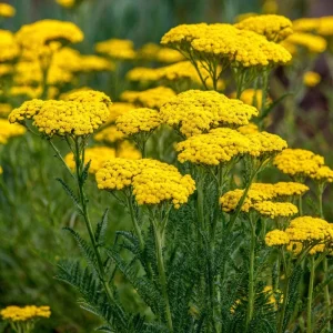 Golden Yarrow Seeds - Achillea filipendulina, 500 Heirloom Seeds for Pollinators - Image 5