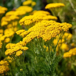 Golden Yarrow Seeds - Achillea filipendulina, 500 Heirloom Seeds for Pollinators - Image 1