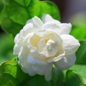 Grand Duke Jasmine Live Plant – Fragrant Gardenia jasminoides – Half Gallon Pot - Image 2