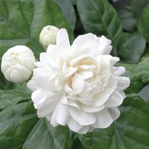 Grand Duke Jasmine Live Plant – Fragrant Gardenia jasminoides – Half Gallon Pot - Image 1