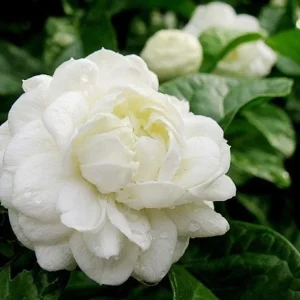 Grand Duke Jasmine Live Plant – Fragrant Gardenia jasminoides – Half Gallon Pot - Image 3