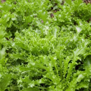 Green Curled Ruffec Endive Seeds - 200 Count Heirloom Vegetable Seeds - Image 2