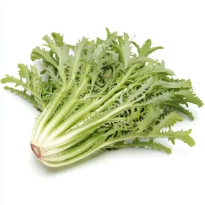 Green Curled Ruffec Endive Seeds - 200 Count Heirloom Vegetable Seeds - Image 4