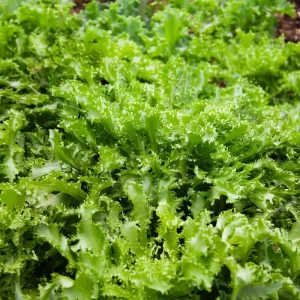 Green Curled Ruffec Endive Seeds - 200 Count Heirloom Vegetable Seeds - Image 5