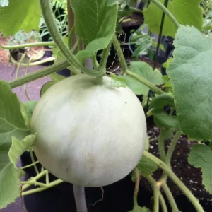 Green Flesh Honeydew Melon Seeds - Sweet, Juicy Melons for Garden & Container - 20 Seeds - Image 4