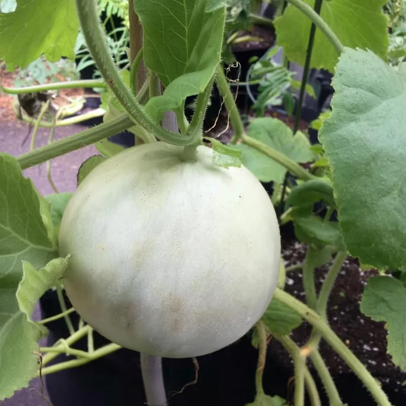 Green Flesh Honeydew Melon Seeds - Sweet, Juicy Melons for Garden & Container - 20 Seeds - Image 4