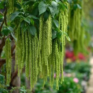 Green Tails Amaranth Seeds - 250 Count, Cascading Green Blooms for Garden & Cut Flowers, Outdoor Annual - Image 2