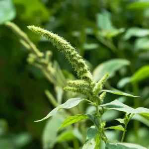 Green Tails Amaranth Seeds - 250 Count, Cascading Green Blooms for Garden & Cut Flowers, Outdoor Annual - Image 3