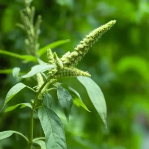 Green Tails Amaranth Seeds - 250 Count, Cascading Green Blooms for Garden & Cut Flowers, Outdoor Annual - Image 5