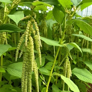 Green Tails Amaranth Seeds - 250 Count, Cascading Green Blooms for Garden & Cut Flowers, Outdoor Annual - Image 1