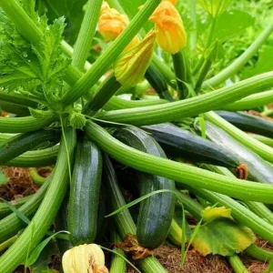 Green Zucchini Live Plant - 3-5 Inch Tall Summer Squash in 4 Inch Pot for Outdoor Garden - Image 2